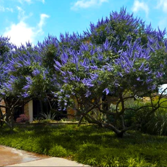 (1) 10-12 inch Texas Lilac tree sapling live plant - rooted - Picture 4 of 7